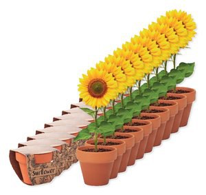 Zestaw 100 szt. GiftRetail MO6147 - SUNFLOWER Doniczka, słonecznik
