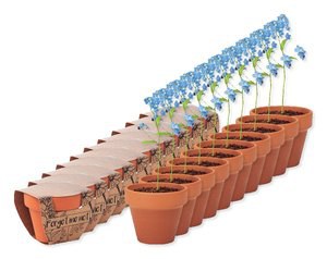 Zestaw 10 szt. GiftRetail MO6146 - FORGET ME NOT Doniczka, niezapominajka